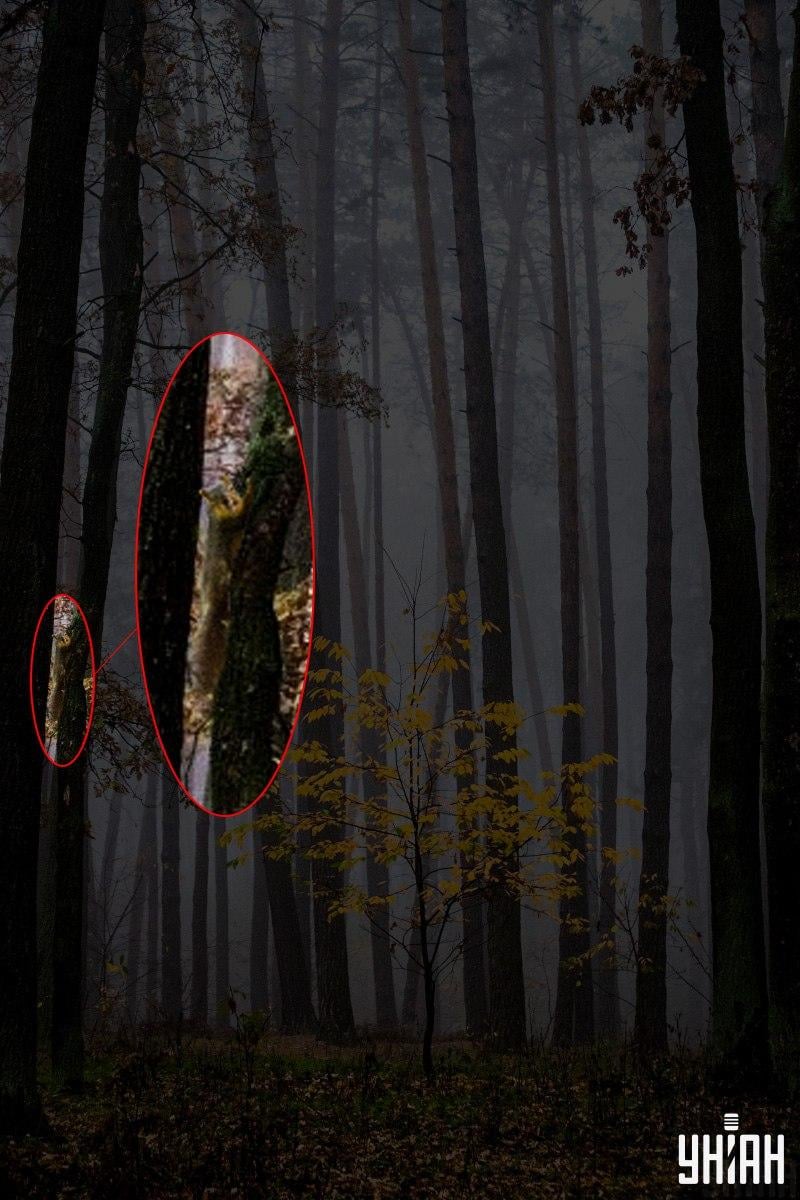 Le 2 % ljudi lahko v 12 sekundah najde veverico v gozdu: neverjetna optična iluzija