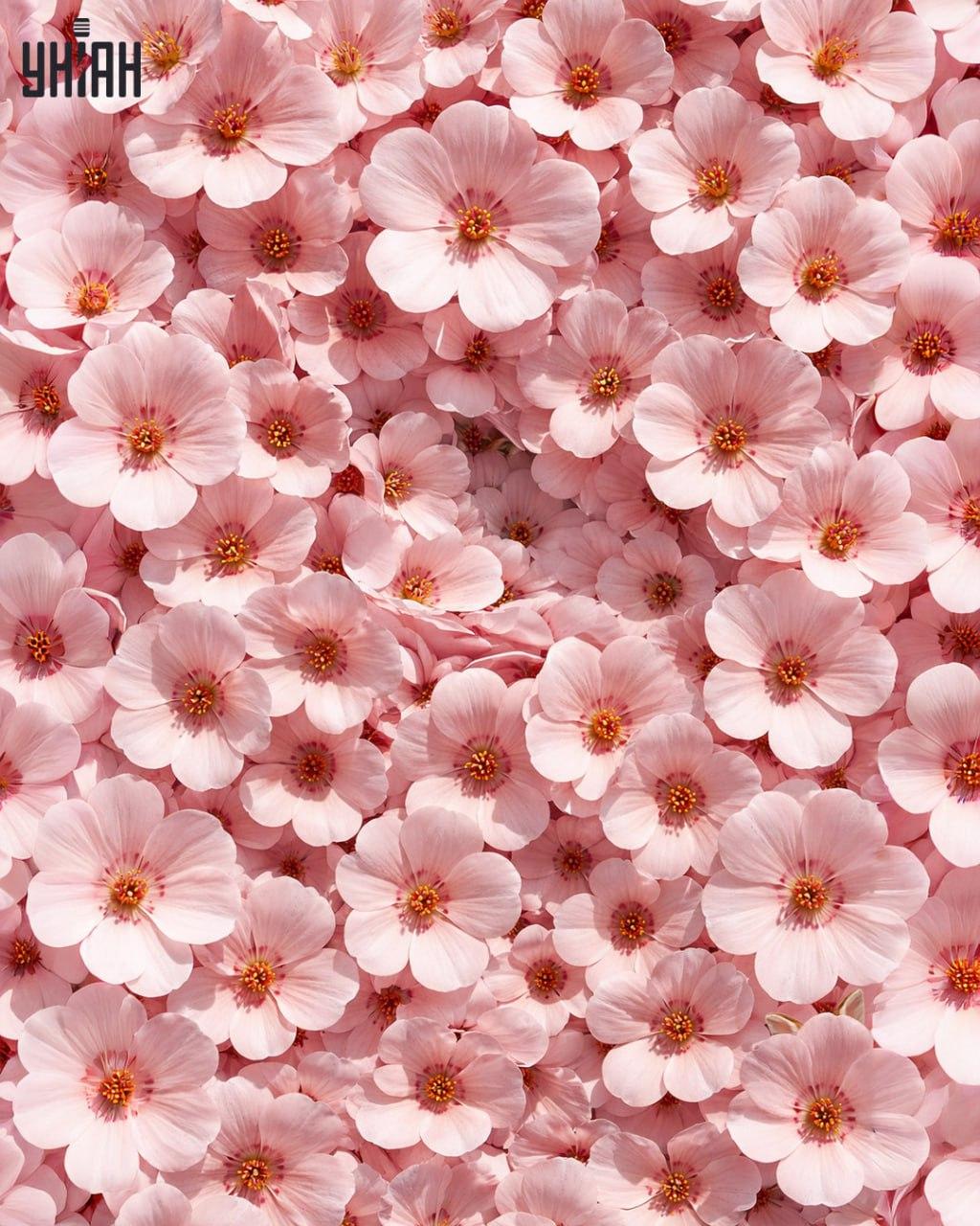 Le 1 % ljudi lahko v 11 sekundah najde zajca: presenetljivo zapletena optična iluzija