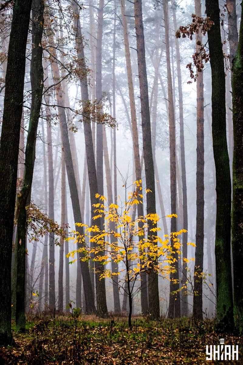 Le 2 % ljudi lahko v 12 sekundah najde veverico v gozdu: neverjetna optična iluzija