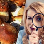 Samo ljudje z izjemnim IQ bodo v 15 sekundah videli